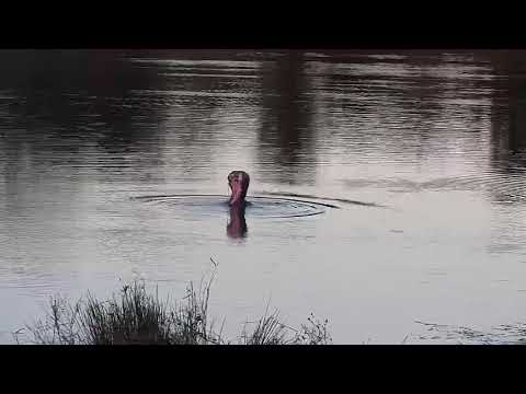 Djuma: Hippo getting active and playing with his stick - 16:53 - 06/05/21