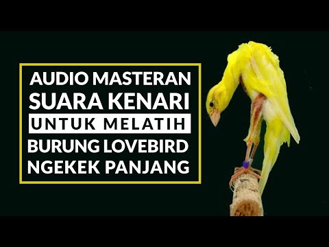 download lagu mp3 mp4 Kenari Gacor Masteran Lovebird, download lagu Kenari Gacor Masteran Lovebird gratis, unduh video klip Kenari Gacor Masteran Lovebird