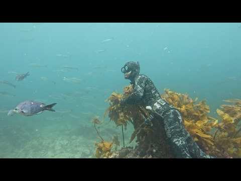 Speerfisch-Tipps für Königsmakrele und Riesen-Eberfisch