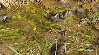 Frogs Spawning