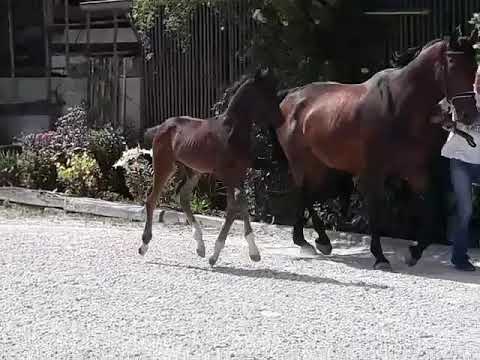 Hengstfohlen; V: For Austria, MV: Don Juan de Hus