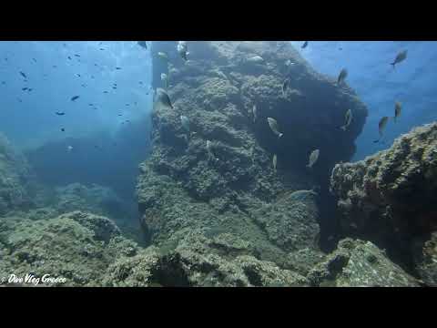 Sarpa salpa