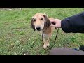 Saluki puppy for sale