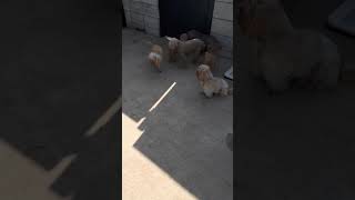 ソレイユの丘の犬のふれあい