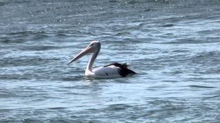 preview picture of video 'Australian Pelican (Pelecanus conspicillatus) / Brillenpelikan [1]'