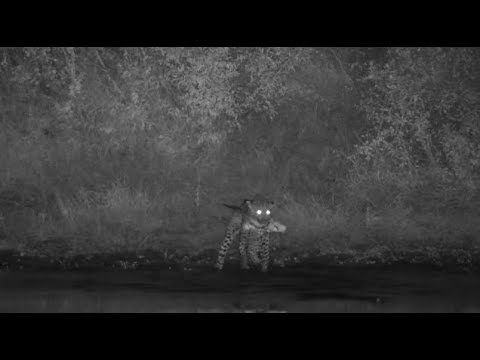 Djuma: Leopard-Maribye male patiently waits, then catches a nice sized Catfish - 01:54 - 05/30/2023