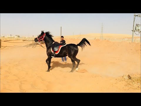 عسف دهماء في نص ساعة وركوبها Horse Training - First Ride - Mount horse in half hour for first time