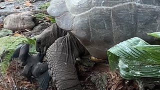 video: Tortoises can turn meat-eating hunters – but they’re too slow to catch much