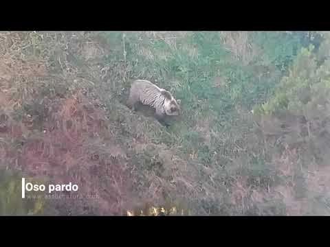 Vídeo de Ursus arctos. <em>© Juan Luis Menéndez