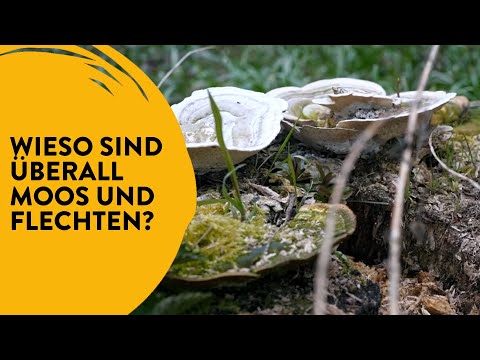 Moose, Flechten, Pilze | School's out!? #3