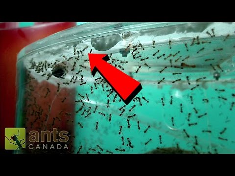 OMG! My Fire Ants Are Planning an Escape