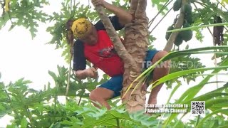 Download lagu Mengolah Batang dan Daun Pepaya Jadi LASAGNA | JEJAK SI GUNDUL (15/02/26) mp3