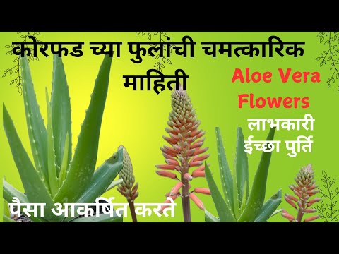 Aloe Vera Flowers. कोरफड फुल॥मनोकामना,ईच्छा पुर्ण करण्यासाठी कोरफडीच्या फुलांचे ऊपाय.ॲलोविरा फ्लॉवर