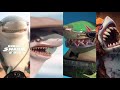 VETERAN GREAT WHITE , GREAT WHITE & WEREWOLF SHARK SHORTS - Hungry Shark World 10th