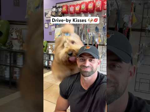 My dog likes to give drive-by kisses! #dogdad #goldendoodle #reunited
