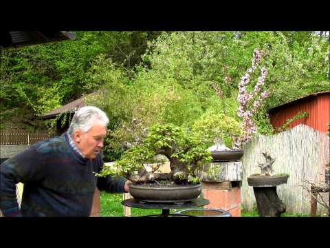 INTERNATIONAL BONSAI ACADEMY with Walter Pall - Episode VIII - Beautiful Carpinus orientalis in leaf