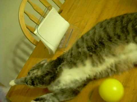 Crazy cat attacking ball