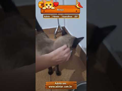 Vídeo de Maya