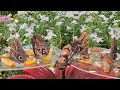 My Visit To The Dubai Butterfly Garden 2024