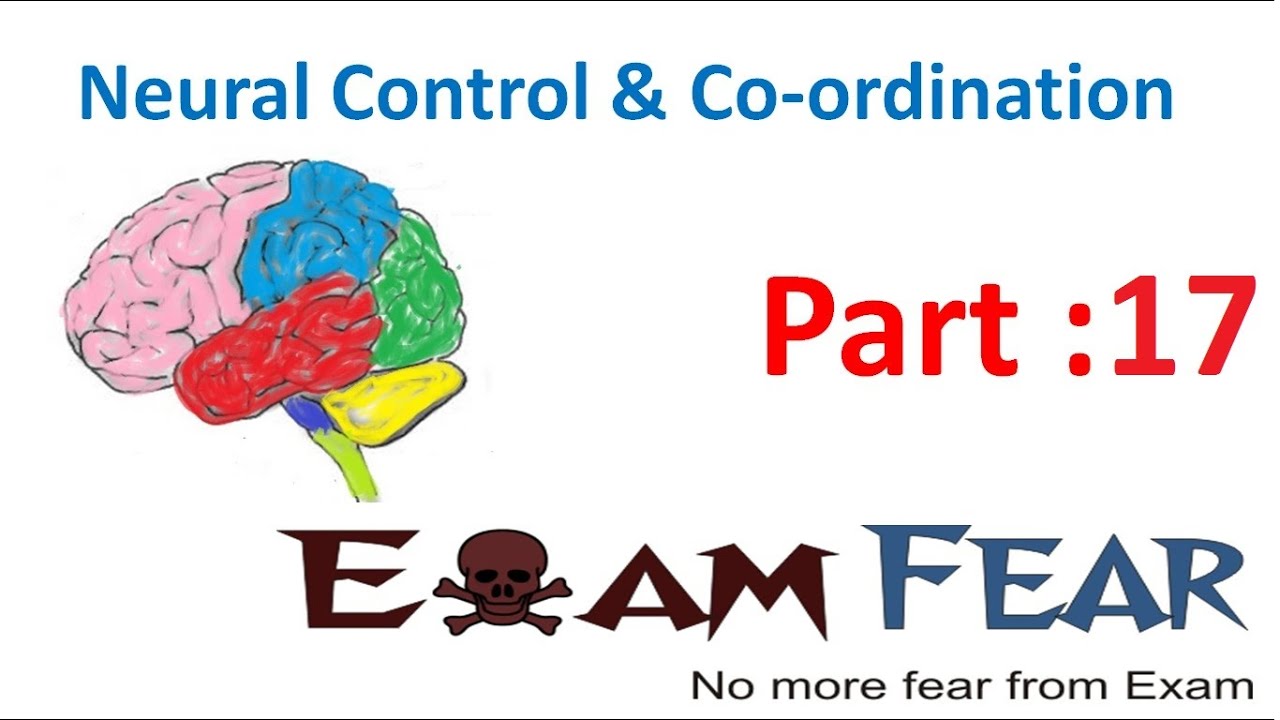 Biology Neural Control & Coordination part 17 (Forebrain: Thalamus, Hypothalamus) CBSE class 11 XI
