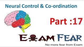 Biology Neural Control & Coordination part 17 (Forebrain: Thalamus, Hypothalamus) CBSE class 11 XI