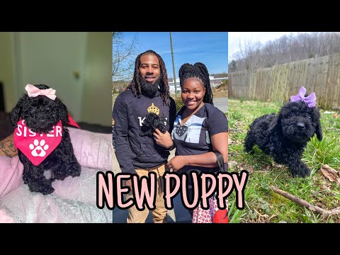 WE GOT A NEW PUPPY | TOY POODLE + PICKING HER UP🐶