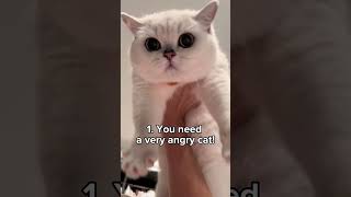 How to cut the nails of a very angry cat. #cats #shorts