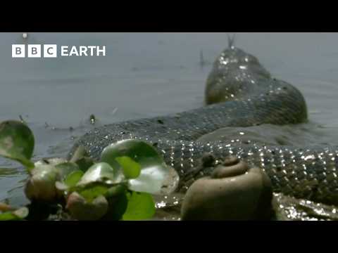 The Pantanal: The Land of Giant Animals | How Nature Works | BBC Earth