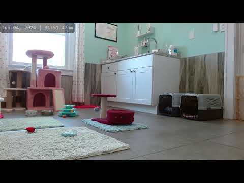 Kitkat Playroom LIVE: Wyatt +The  Shops - Calico mom and 5 kittens