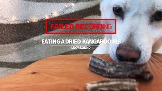 Dog Eating Dried Kangaroo Ribs [Sound Dogs Love]
