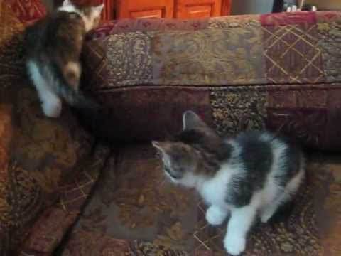 For Kamilah and her Roommate