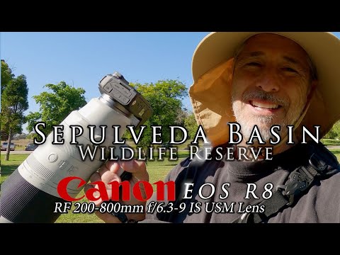 Canon EOS R8 & RF 200-800mm f/6.3-9 IS USM Lens on the -  first impressions..... and the...