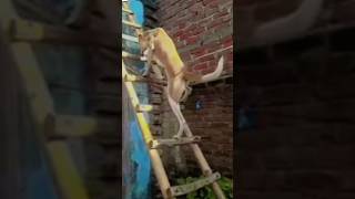 Download lagu Suropati 🔥 #shorts #reog #jaranan mp3 Download lagu Suropati 🔥 #shorts #reog #jaranan mp3