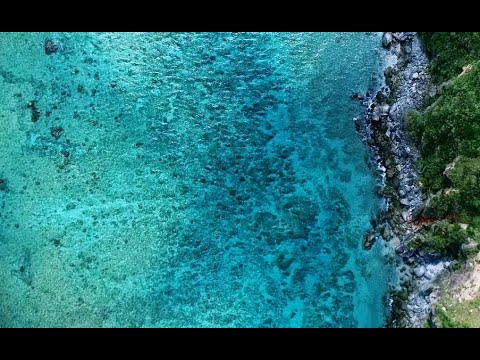 "World Natural Heritage site " 世界自然遺産PR動画　東村編