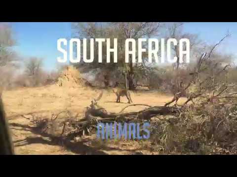 South Africa: Animals