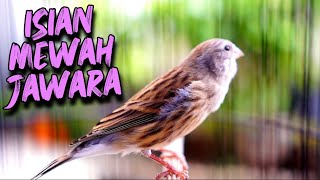 Download lagu MATERI ISIAN MEWAH JAWARA ! MASTERAN KENARI ISIAN BLACKTHROAT GACOR PALING DICARI #63 mp3