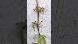 How to identify poison ivy from Virginia creeper