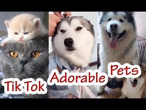 Adorable Pets - Videos Funny Tik Tok Animal #7