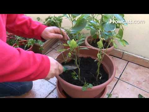 How to Practice Vegetable Container Gardening