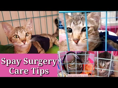 Tips Cat spayed recovery | How to care before and after surgery | Practical Tips#spayneuter