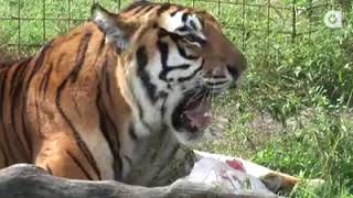 4 Turkeys 3 Tigers 1 Lion…