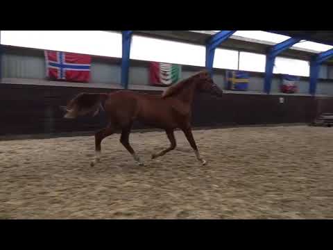 My Fair Lady  2 year old dressage mare after Blue Hors Farrell x Onassis x Michellino