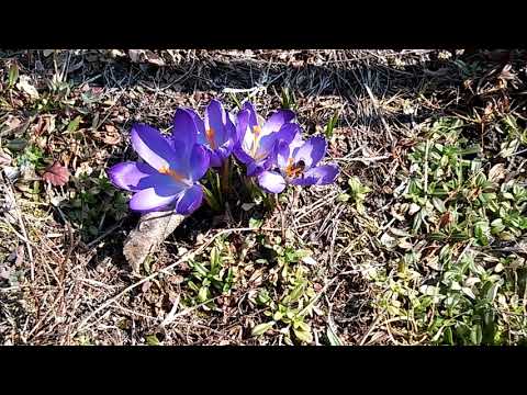 Pszczoły na krokusach 30.03.2018r.
