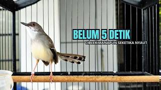 Download lagu CIBLEK SEMI GACOR AMPUH UNTUK PANCINGAN CIBLEK BAHAN DAN MASTERAN CIBLEK MACET SEKETIKA NYAUT mp3 Download lagu CIBLEK SEMI GACOR AMPUH UNTUK PANCINGAN CIBLEK BAHAN DAN MASTERAN CIBLEK MACET SEKETIKA NYAUT mp3