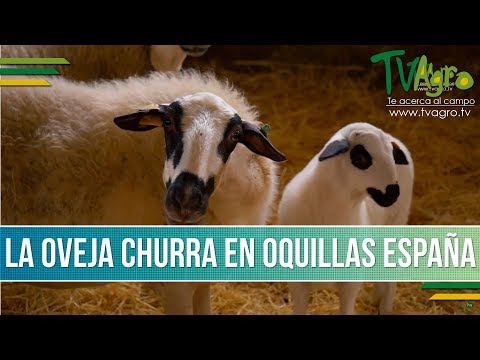 , title : 'Manejo de la Raza Churra y su Importancia en España - TvAgro por Juan Gonzalo Angel'