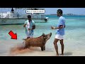 These Pigs Pooped On Us