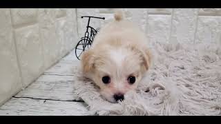 ハーフ犬の動画01