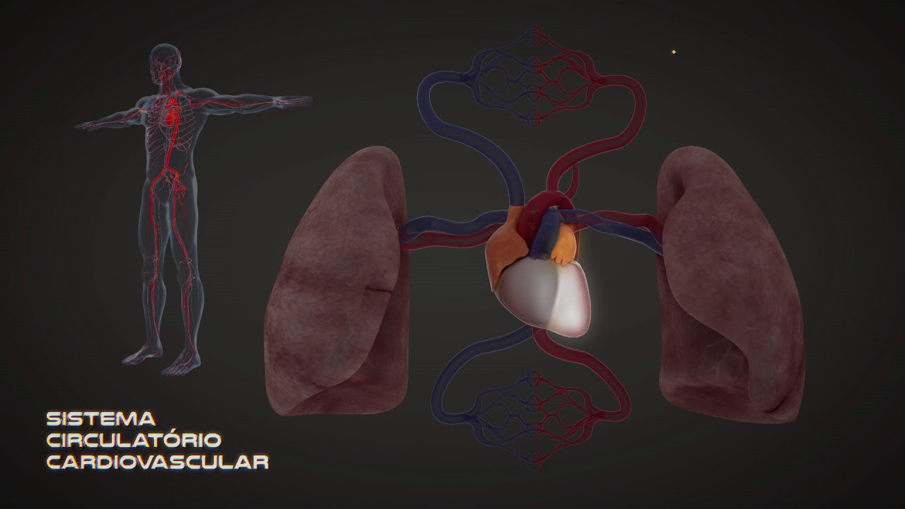 Circulação sanguínea