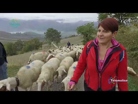 Il Molisano - Puntata 16 - Da Roccamandolfi a Macchiagodena, la transumanza delle pecore