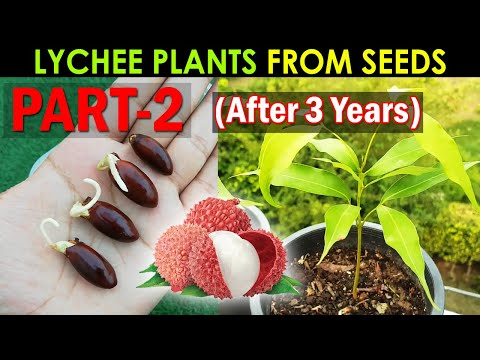 LYCHEE Plant Seed Germination - How to Grow Lychee Plant from Seed By @SproutingSeeds